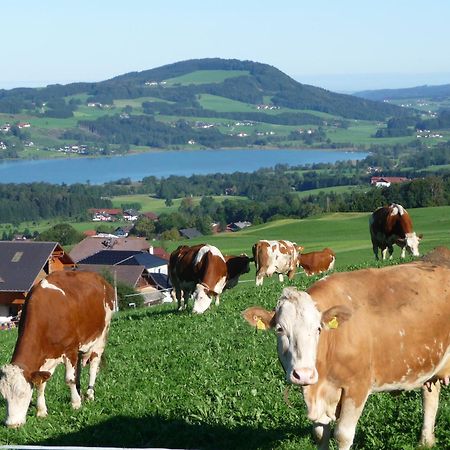 Familienferienhof Stabauer Zell am Moos Luaran gambar
